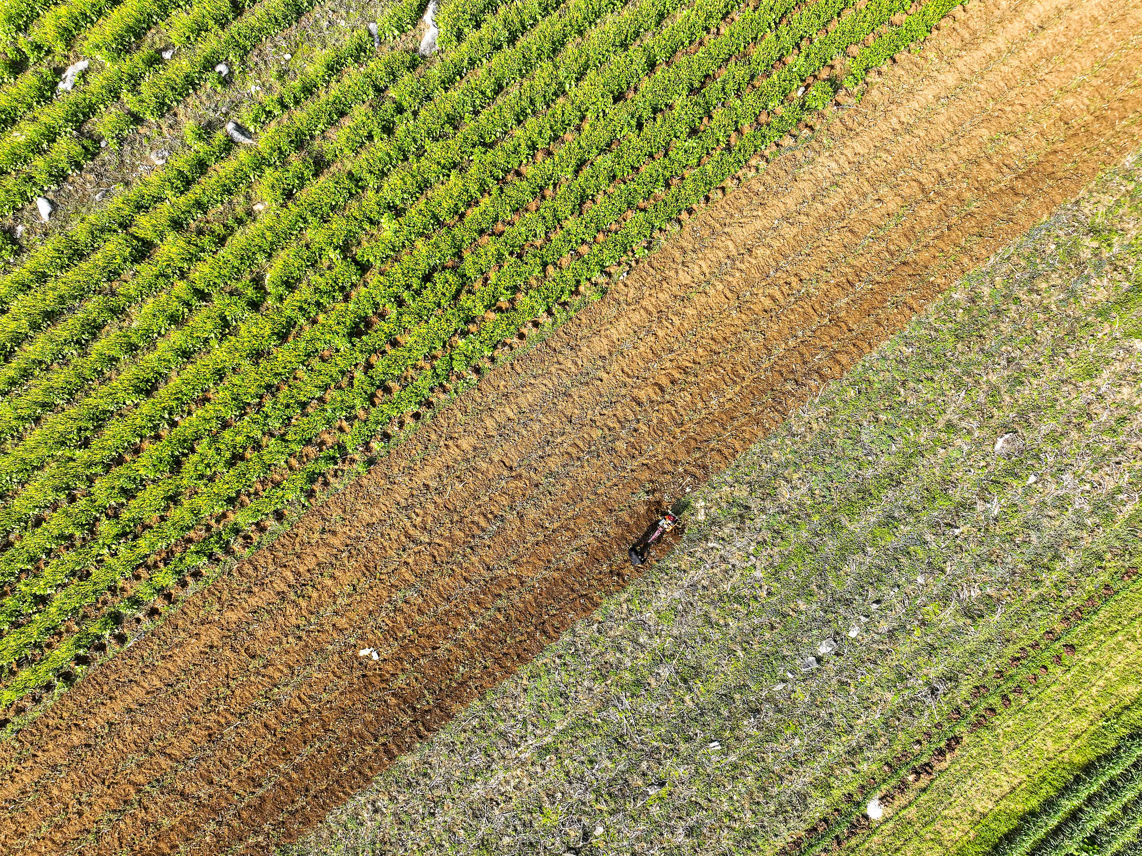 2025年3月2日，貴州省畢節(jié)市，黔西市錦星鎮(zhèn)紅旗村，村民在利用小型農(nóng)機翻耕土地種植玉米。