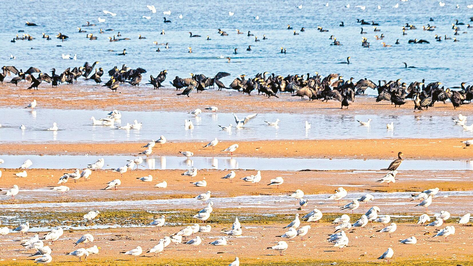 百鳥(niǎo)蹁躚舞金沙