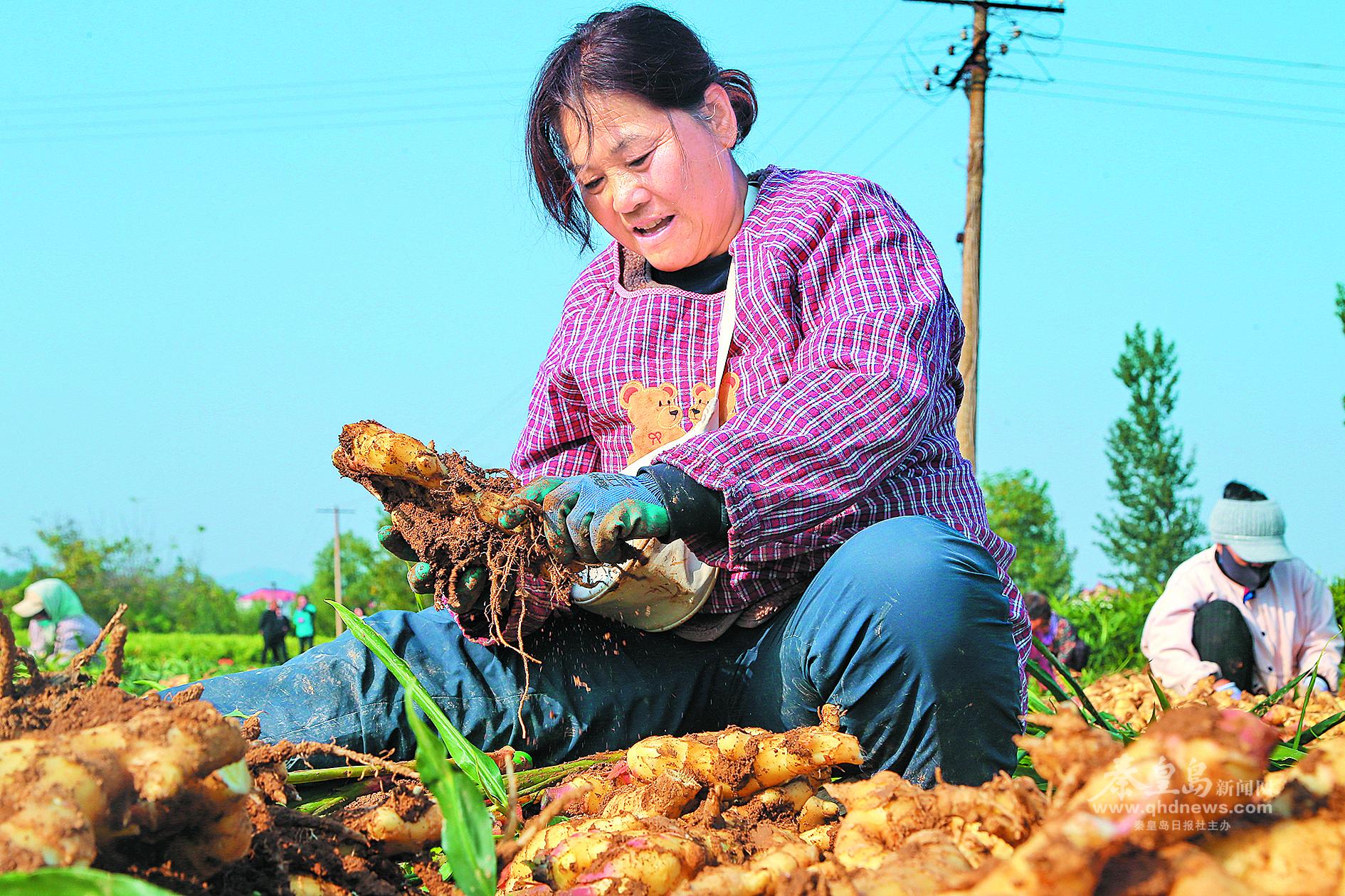 撫寧生姜喜獲豐收
